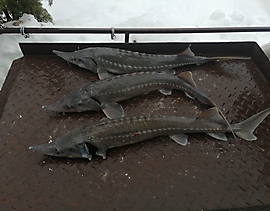 30 декабря