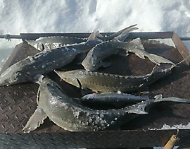 23 февраля
